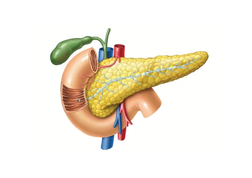 Pancreas